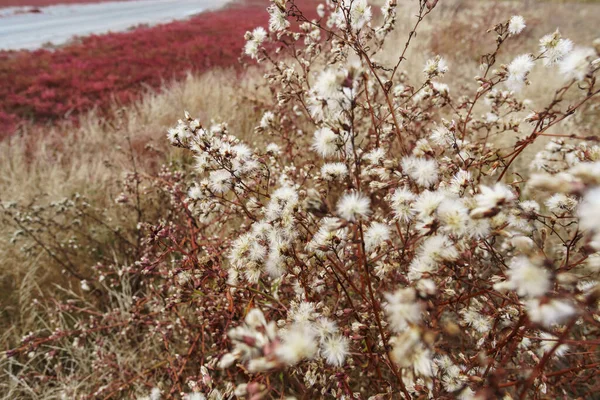 Wilde Bloemen Late Herfst Landschap Droog Gras Planten Rechtenvrije Stockafbeeldingen