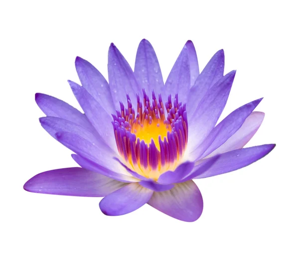 Purple lotus isolerad på vit Stockfoto