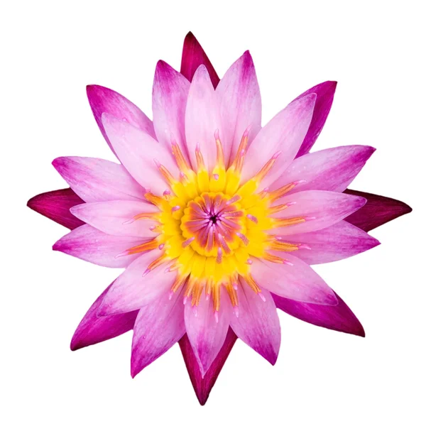 Pink lotus elszigetelt fehér Jogdíjmentes Stock Fotók