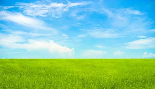 Hierba verde y cielo azul Imagen de archivo