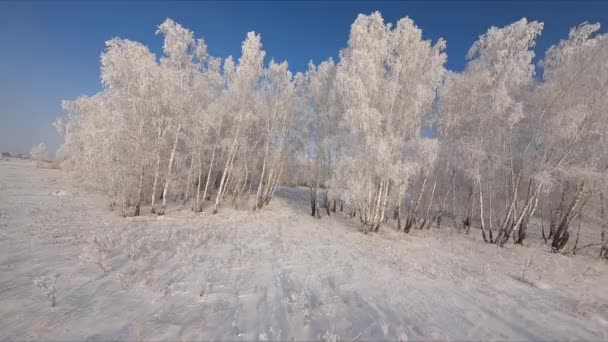 Kışın Kar Orman — Stok video