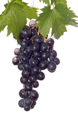 Kara üzüm ve yaprak
