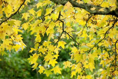 Sonbahar Akçaağaç Şubesi