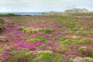 kıyı şeridi heath