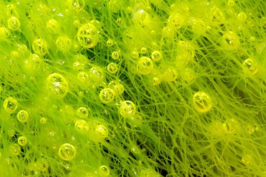 bubbles in alga clipart