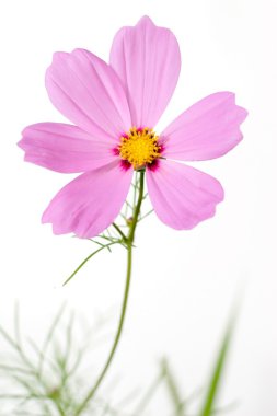 izole tek cosmos çiçek