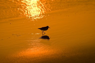 gün batımında yürüyen kuş