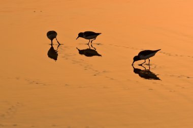 altın kum üzerinde yürüyen kuş