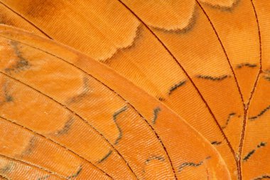 kelebek kanat aşırı closeup