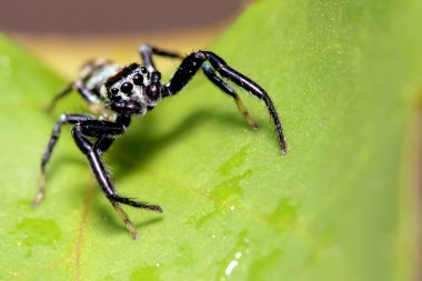 Spider, Malezya atlama