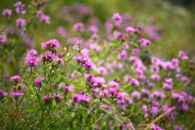 Centaurea alanbeyaz üzerine kırmızı çökmekten pervane