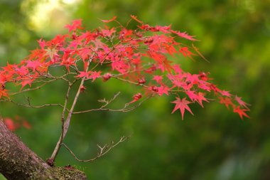 kırmızı akçaağaç ağaç yaprak