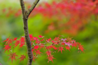 kırmızı akçaağaç ağaç yaprak