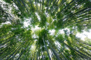 geniş açı bambu ormanı
