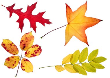 dört sonbahar yaprakları