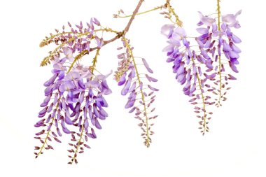 güzel wisteria çiçekler