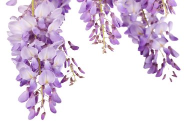 Wisteria portre