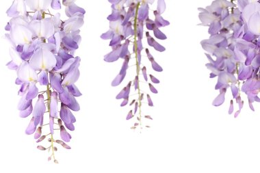 Wisteria çiçekler