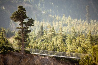 Annapurna Göknar ormanı