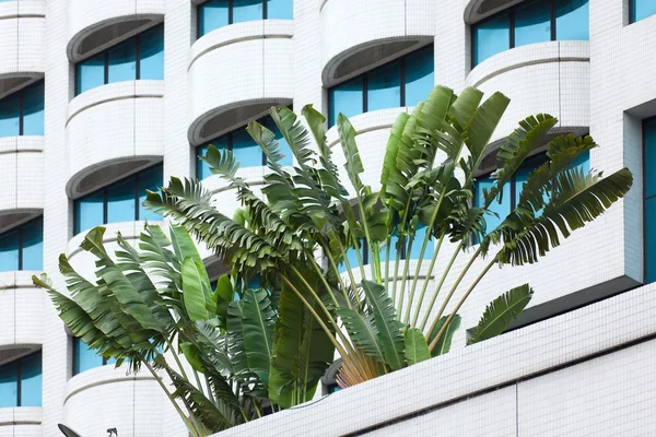 Reiziger palm en gebouw — Stockfoto