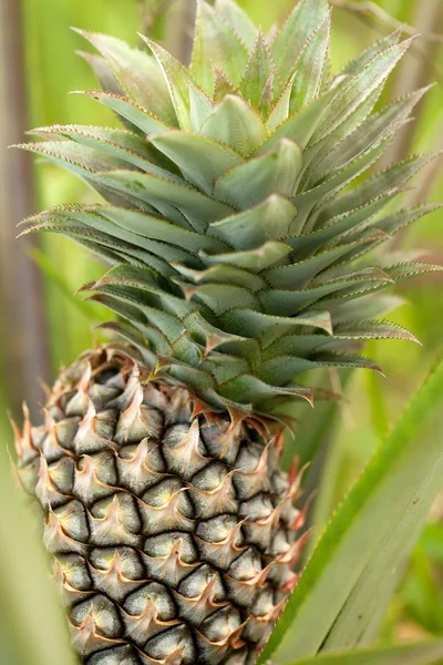 菠萝植物 — 图库照片