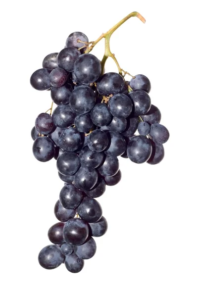 Dark grape — Stock fotografie