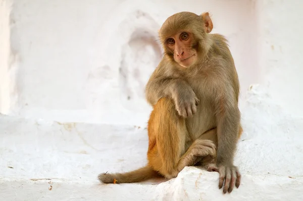 Retrato macaco — Foto de Stock