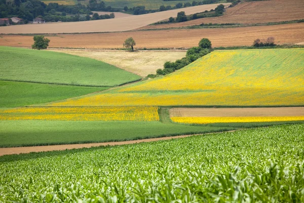 Кукуруза и подсолнечник — стоковое фото