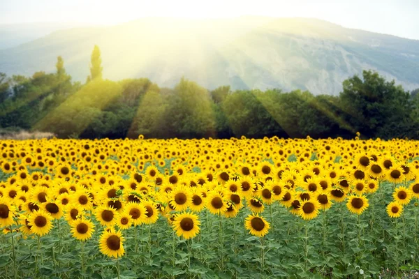 Sunflower landscape — Stock Photo, Image