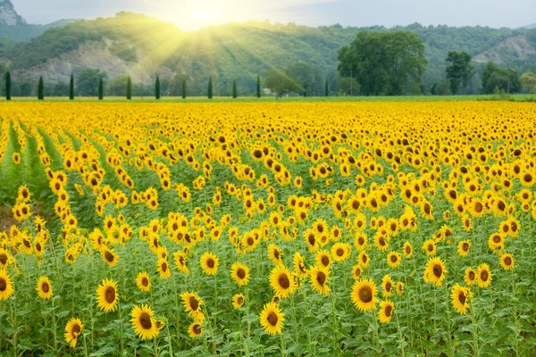 Sunflower agriculture — Stock Photo, Image