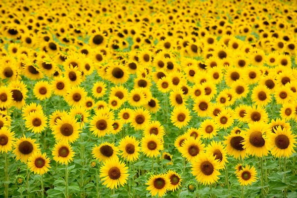 Sunflower field background — Stock Photo, Image