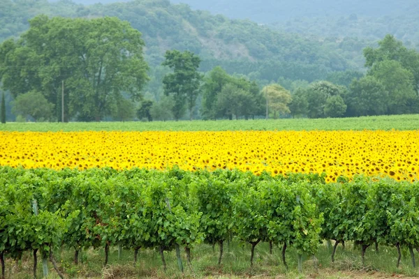 Vineyard and sunflowers — Stock Photo, Image