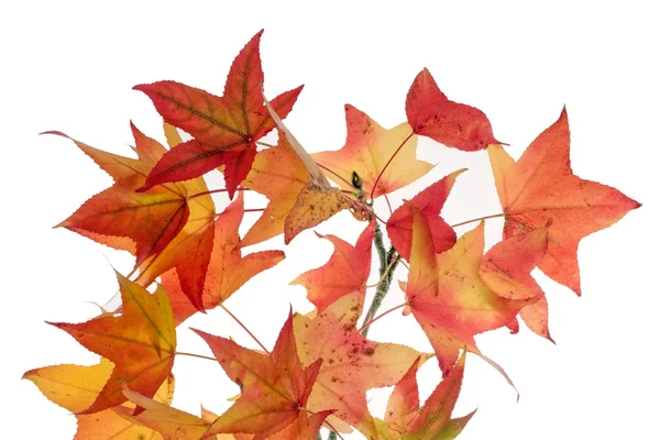 Herbstfarbener Liquidambar — Stockfoto