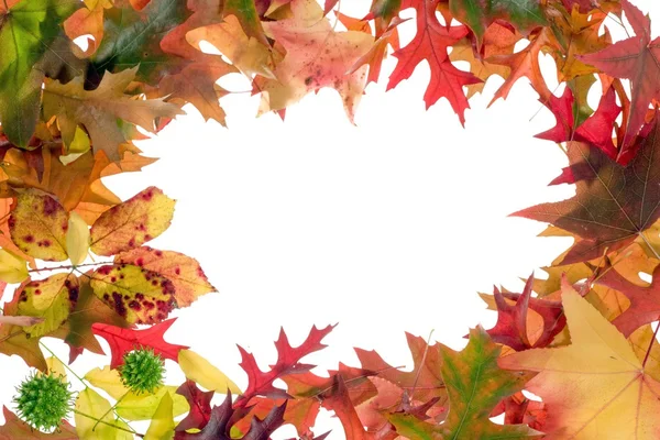 Fall leaves frame 1 — Stock Photo, Image