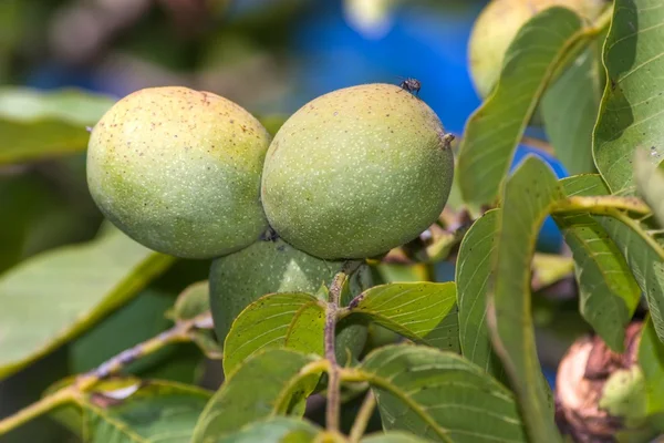 Groene walnoot — Stockfoto