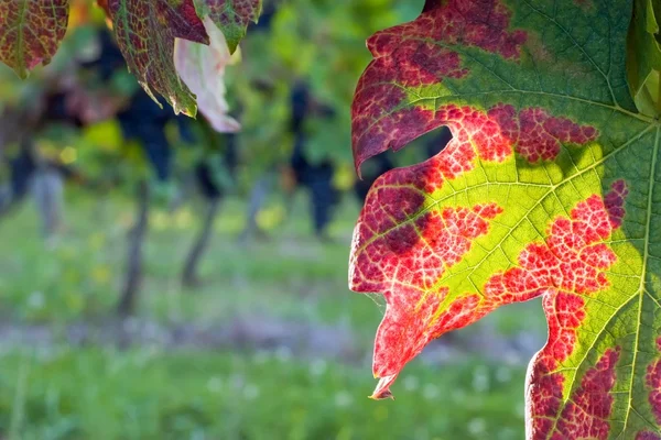 Färgade vine bakgrund — Stockfoto