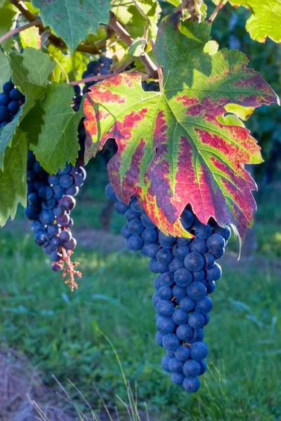 蓝色葡萄在葡萄树上 — 图库照片