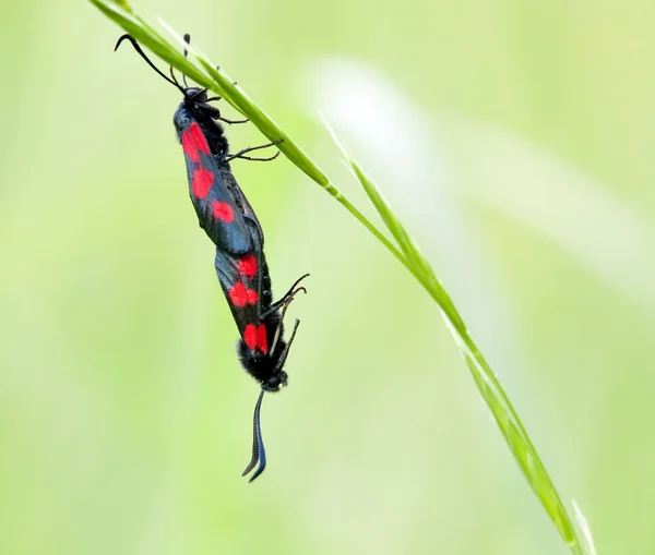 Acasalamento casal borboleta — Fotografia de Stock