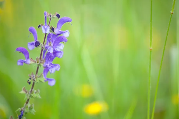 Blauer Wilder Salbei — Stockfoto