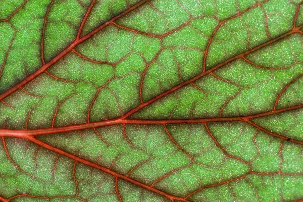 Blood geranium leaf — Stock Photo, Image