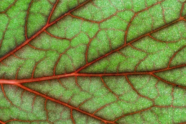 Hoja de geranio de sangre — Foto de Stock