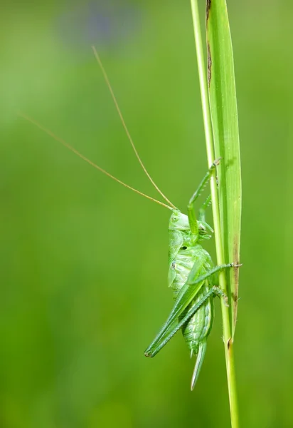 Grön gräshoppa — Stockfoto