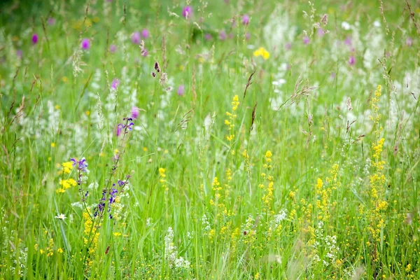 Frühlingsblumen auf der wilden Wiese — Stockfoto