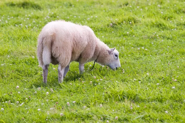Owce w dzikich zielony łąka — Zdjęcie stockowe