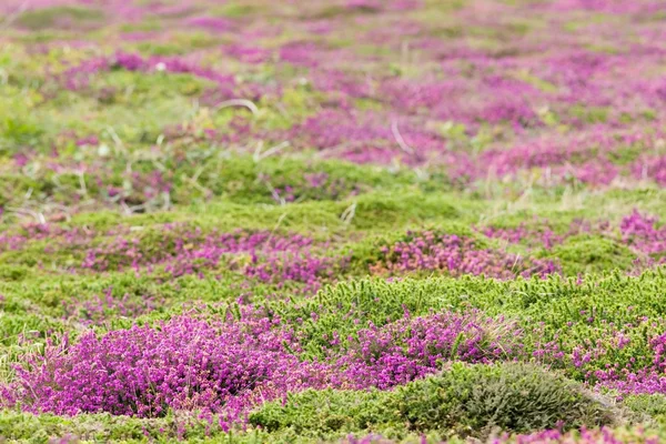Karpet heather — Stok Foto