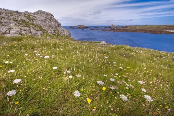 Littoral sauvage fleuri hdr — Photo