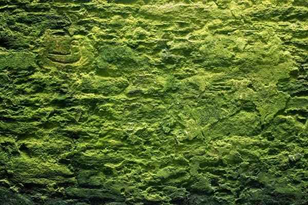 Mur de pierre et mousse — Photo