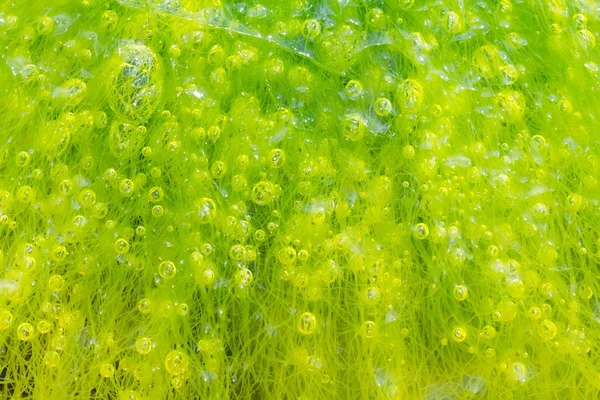 Пузыри в водорослях — стоковое фото
