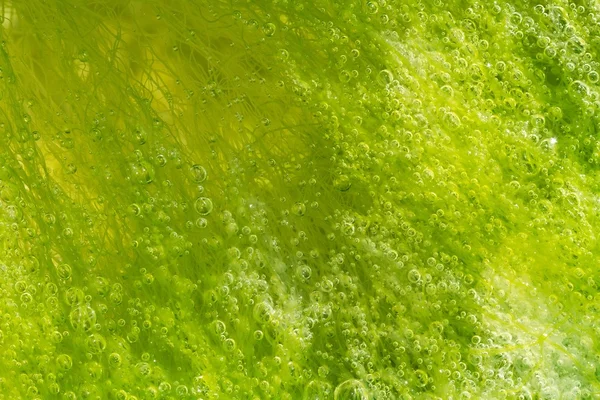 Bubbles in seaweed — Stock Photo, Image