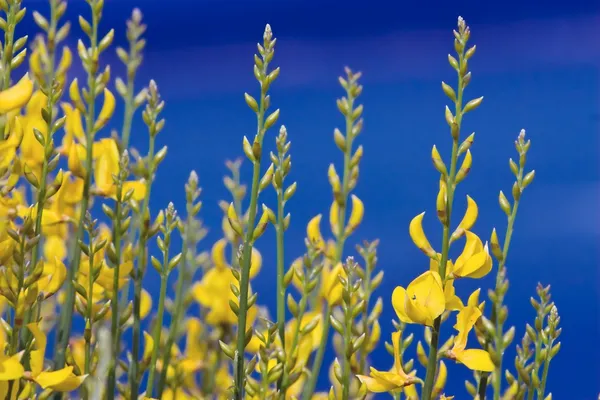 Yellow spanish broom on blue sky — Stock Photo, Image